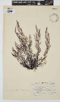 Carradoriella virgata image