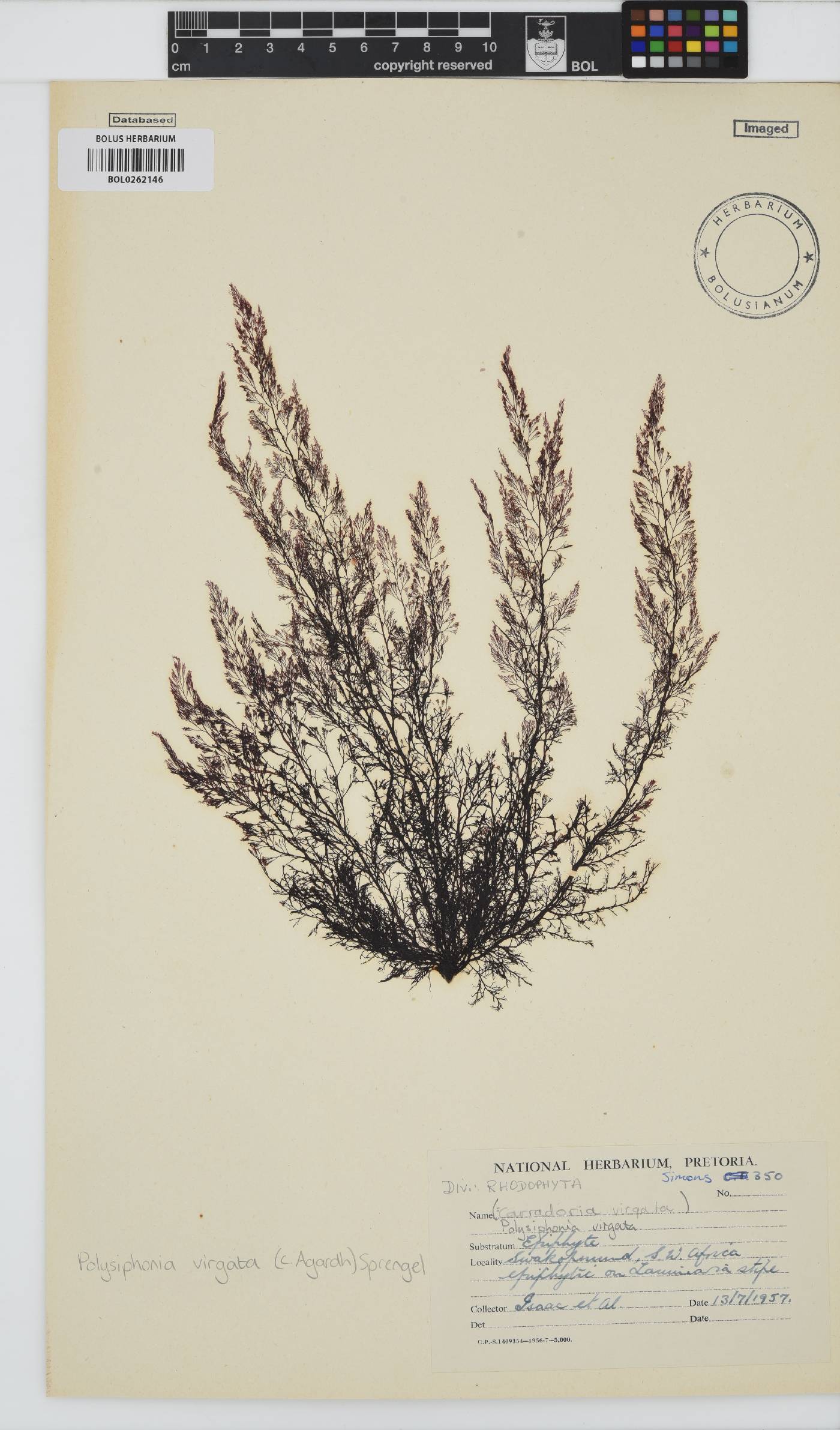 Carradoriella virgata image