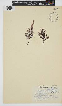 Carradoriella virgata image