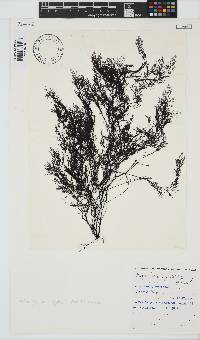 Carradoriella virgata image