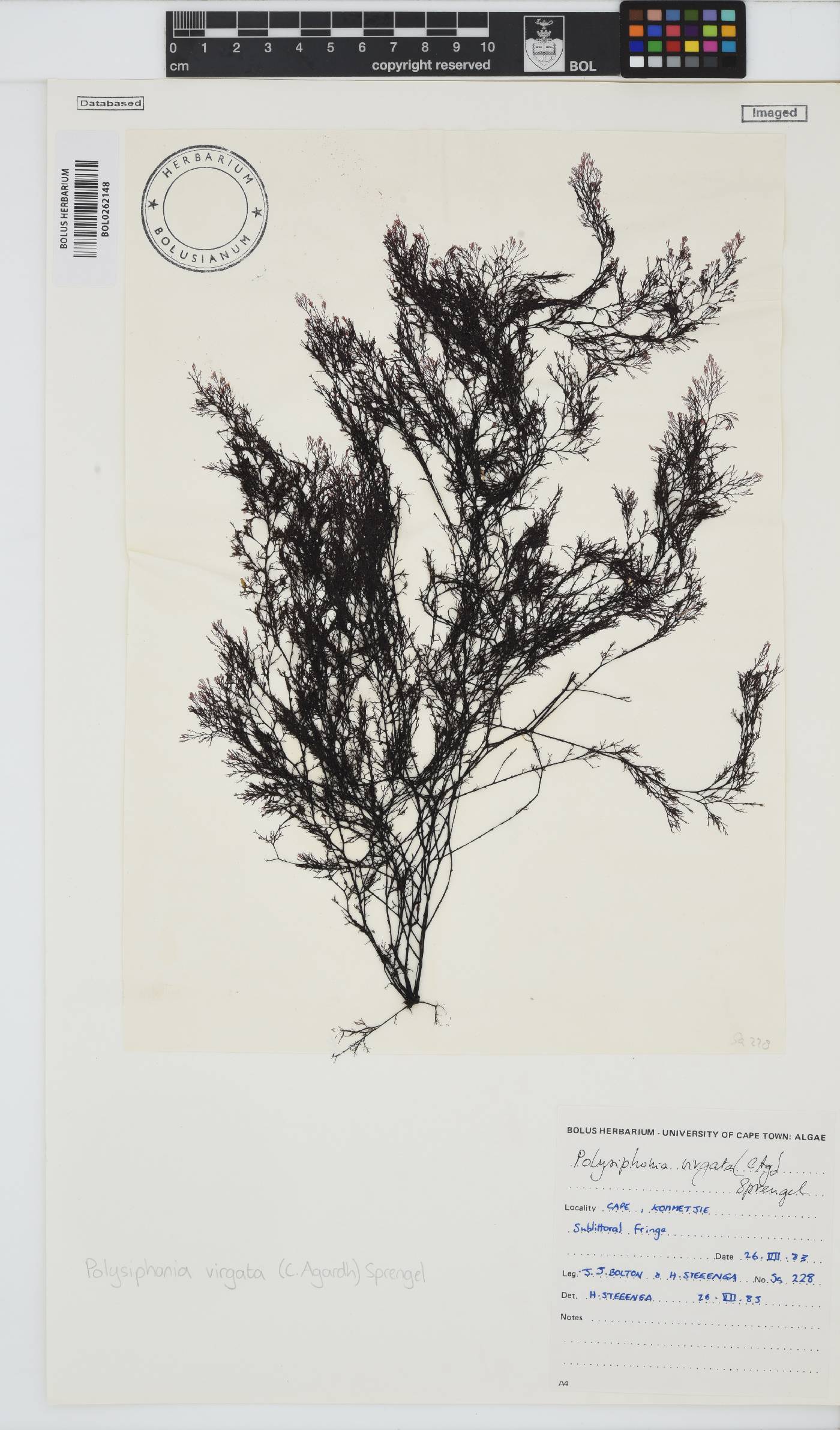 Carradoriella virgata image
