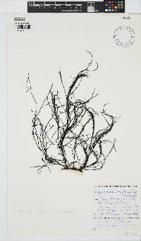 Carradoriella virgata image