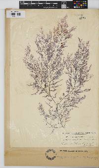 Carradoriella virgata image