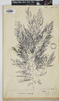 Carradoriella virgata image