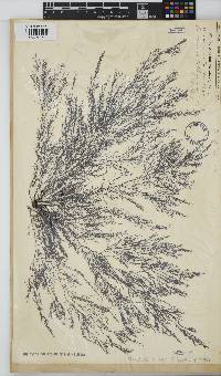 Carradoriella virgata image