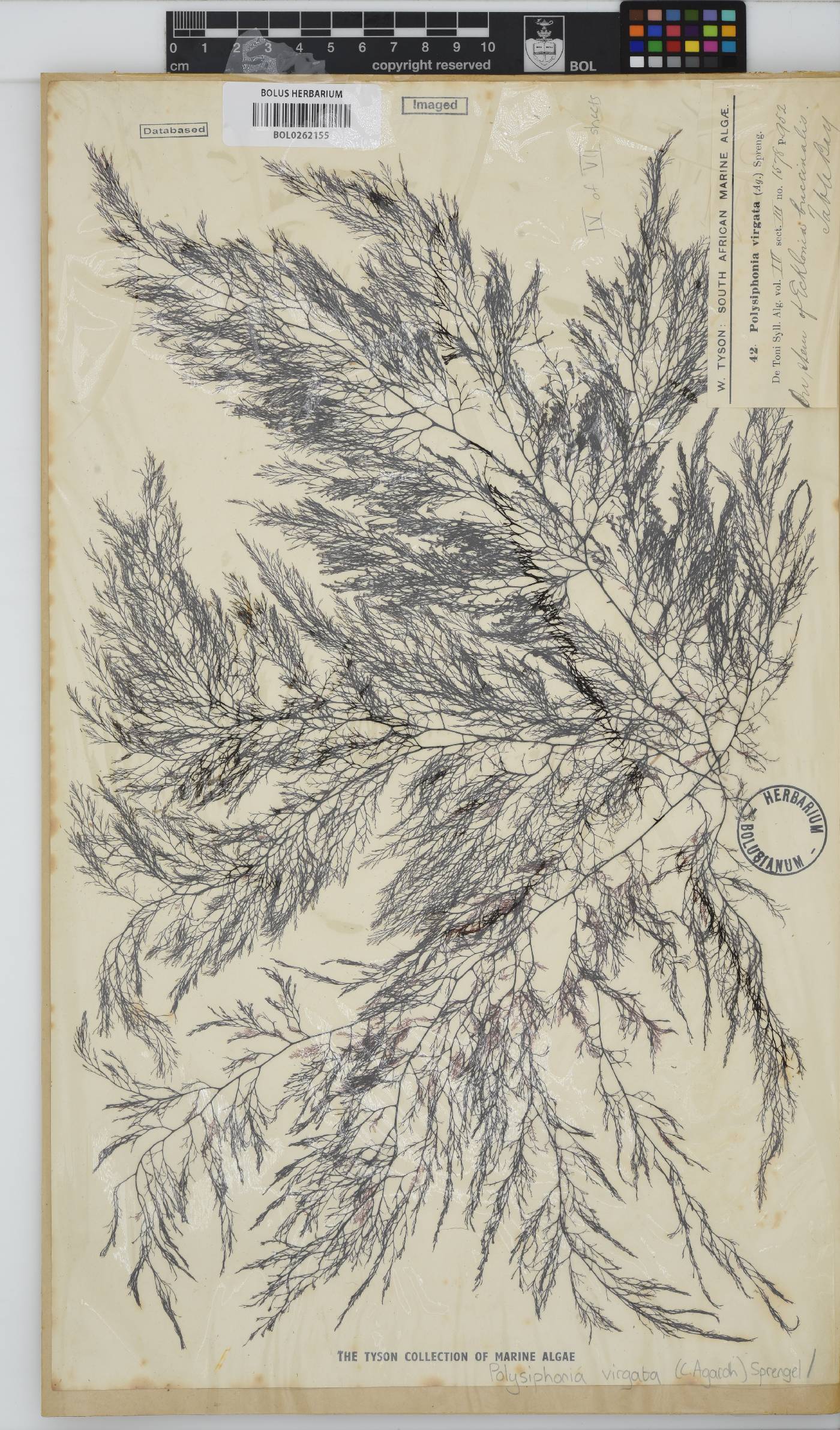 Carradoriella virgata image