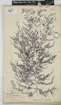Carradoriella virgata image