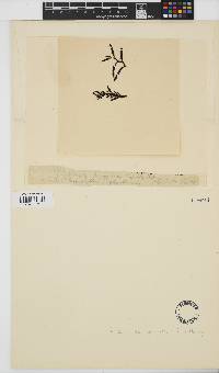 Dasyclonium bipartitum image