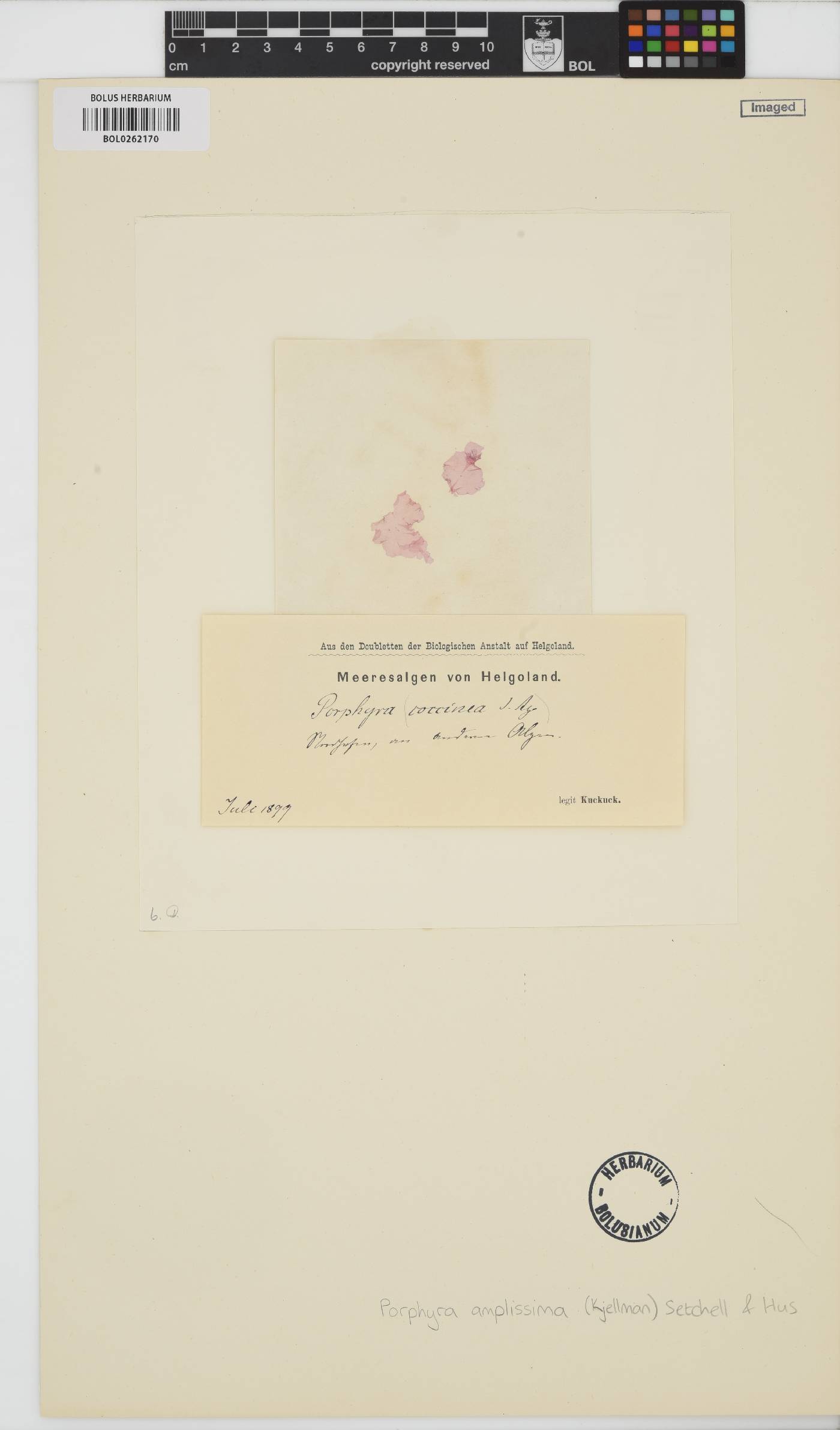 Wildemania amplissima image