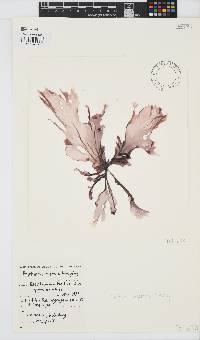 Porphyra capensis image