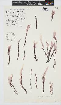 Porphyra capensis image