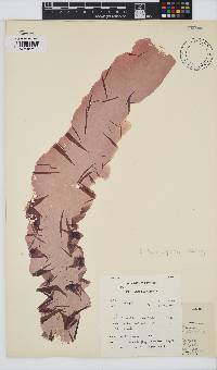 Porphyra capensis image