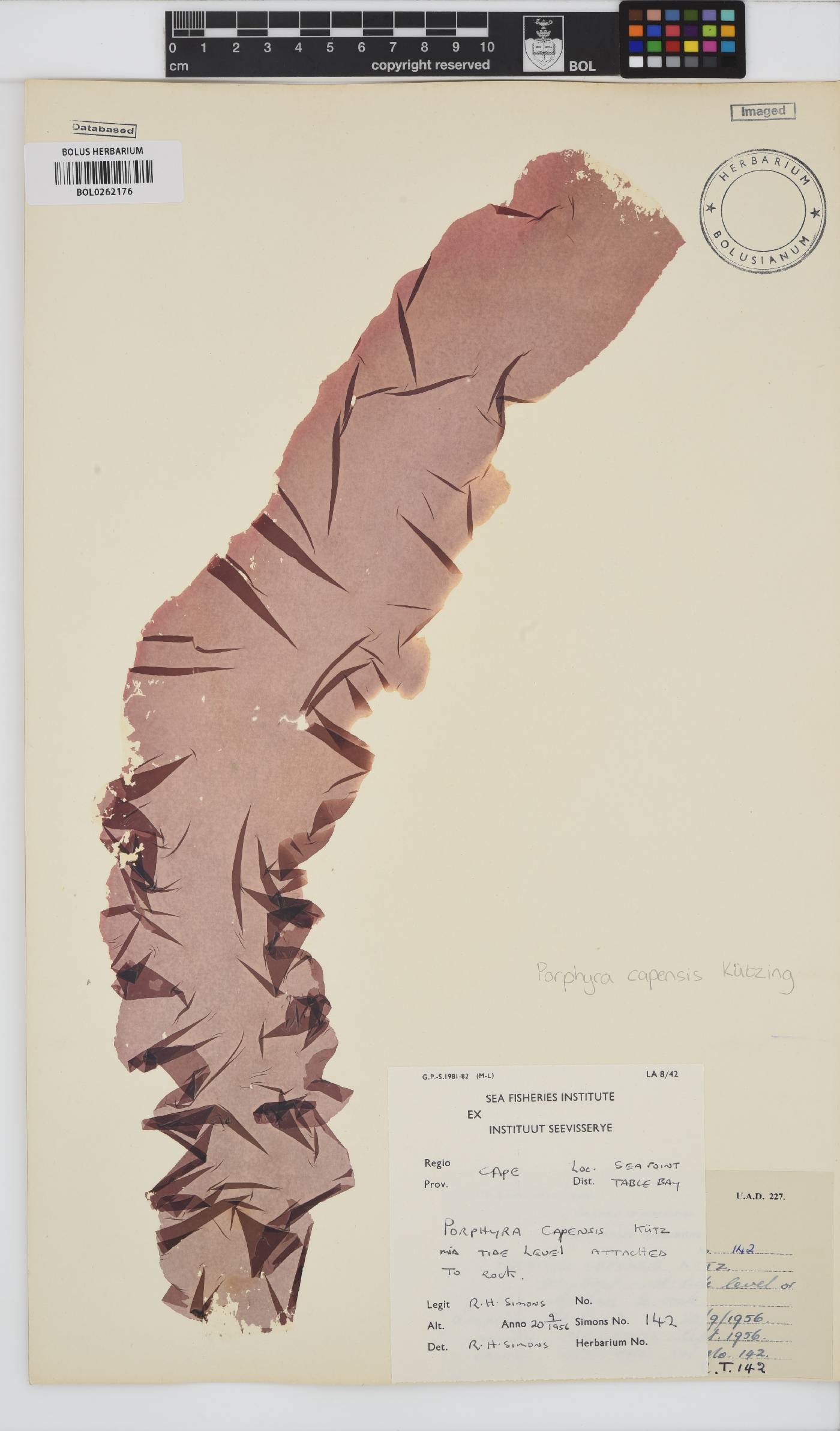 Porphyra image