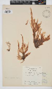 Porphyra capensis image