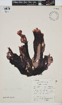 Porphyra capensis image