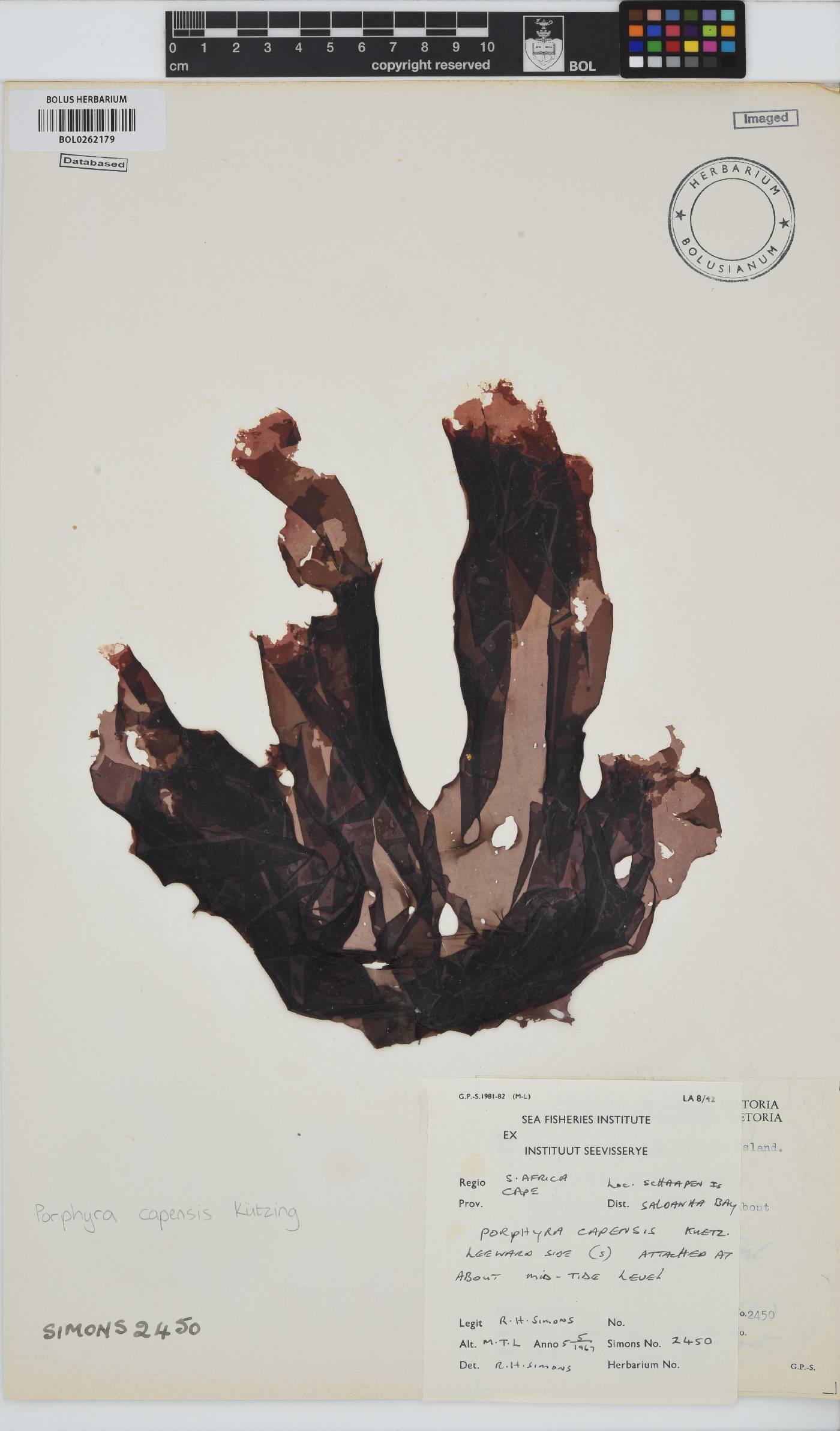 Porphyra capensis image