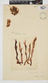 Porphyra capensis image