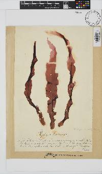 Porphyra capensis image