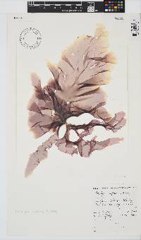 Porphyra capensis image