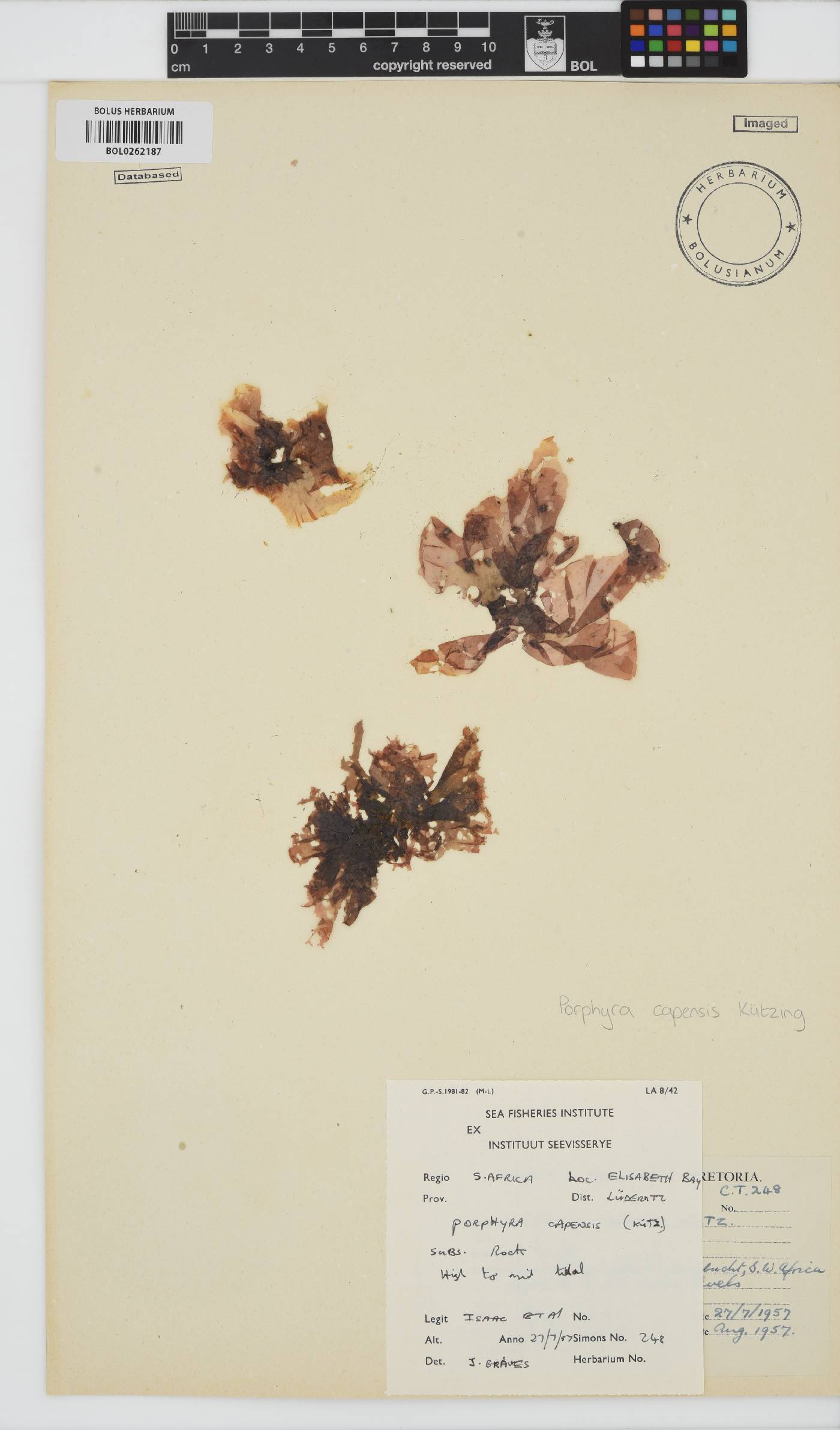 Porphyra image