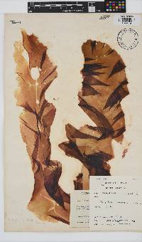 Porphyra capensis image