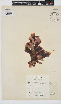 Porphyra capensis image