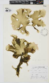 Porphyra capensis image