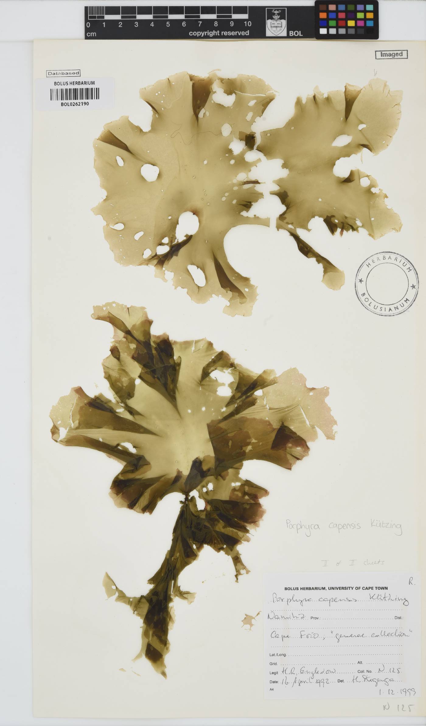 Porphyra capensis image