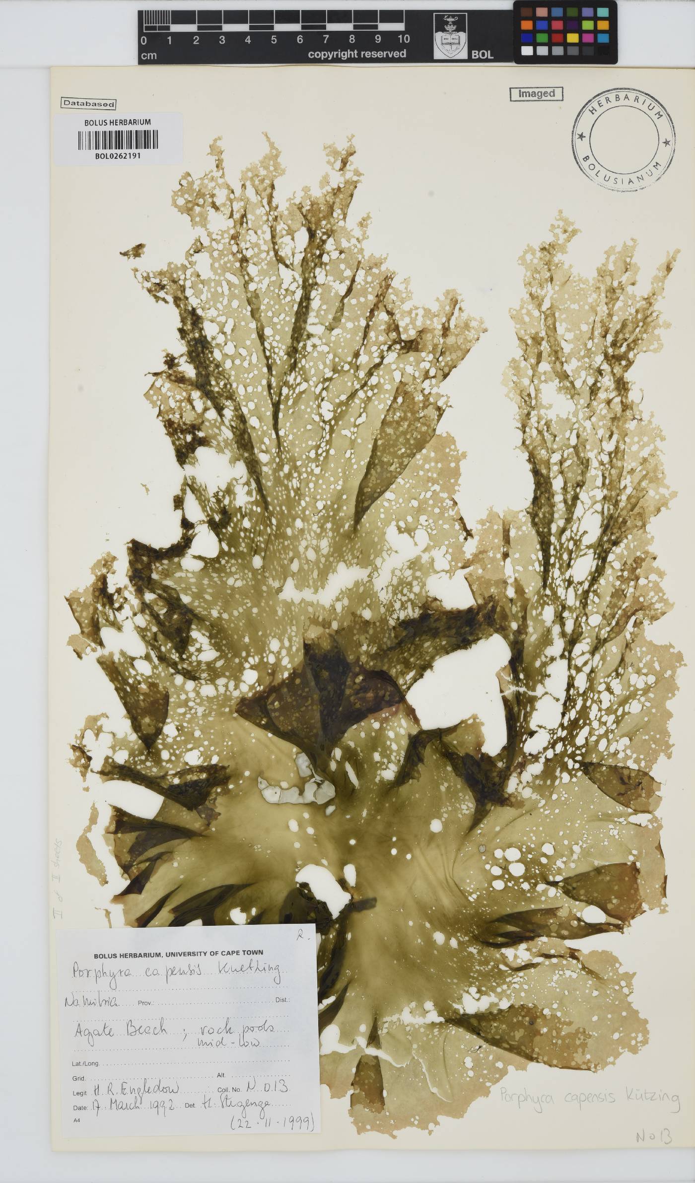 Porphyra capensis image