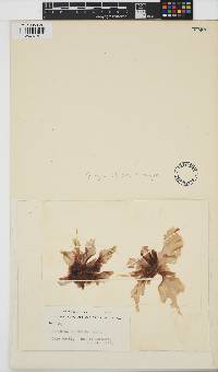 Image of Pyropia columbina