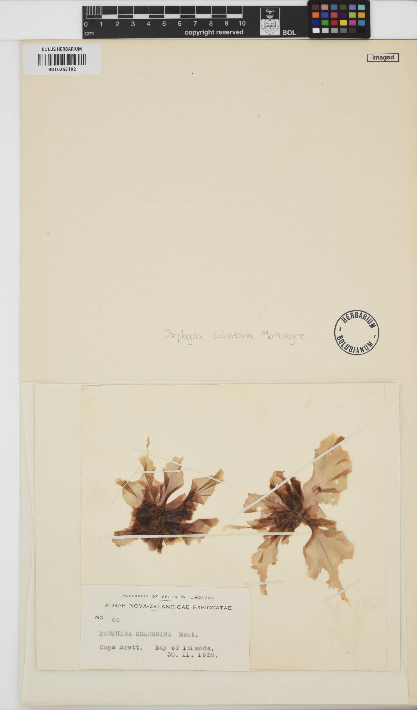 Pyropia columbina image