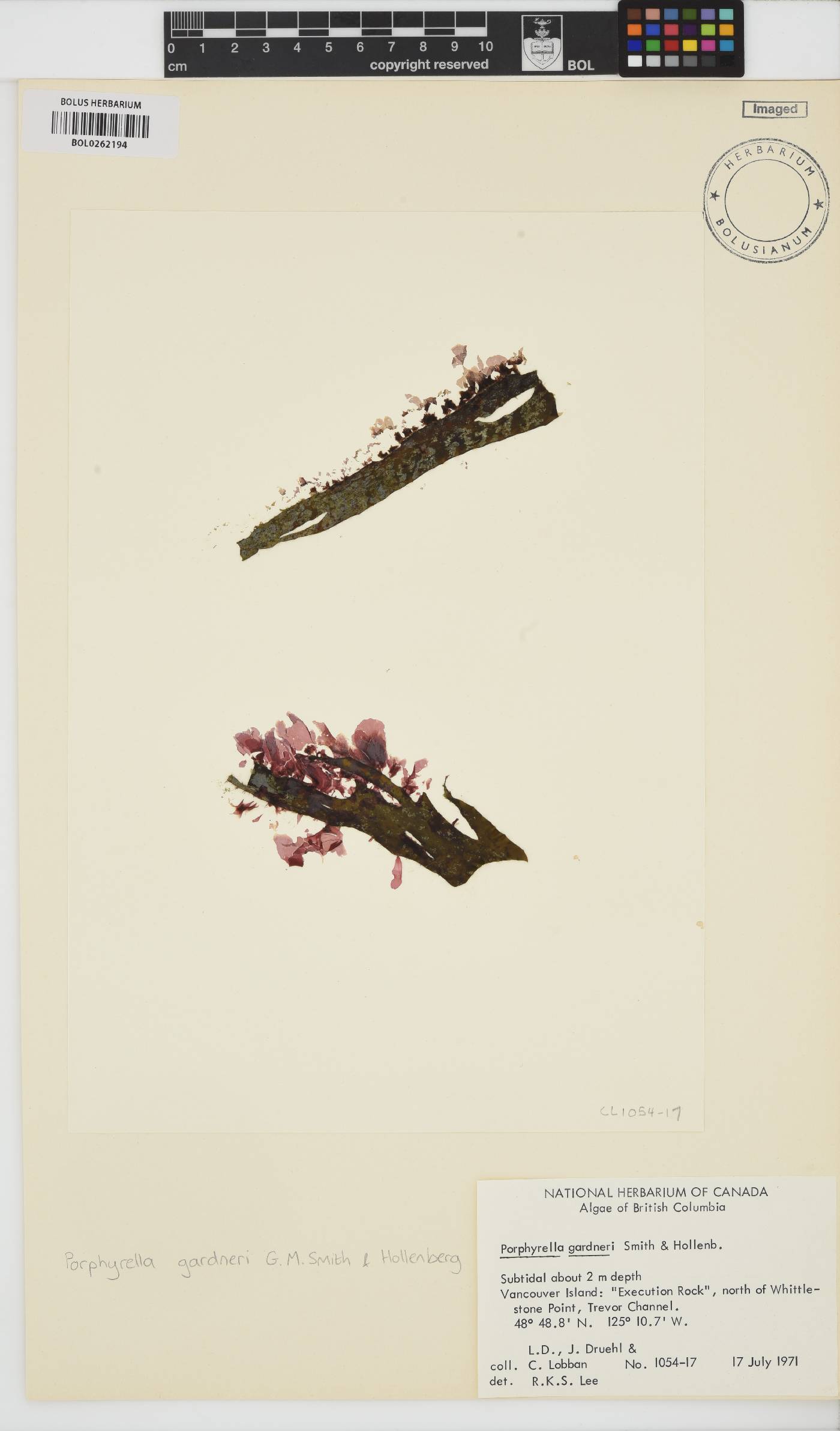 Pyropia gardneri image