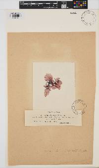 Erythroglossum laciniatum image