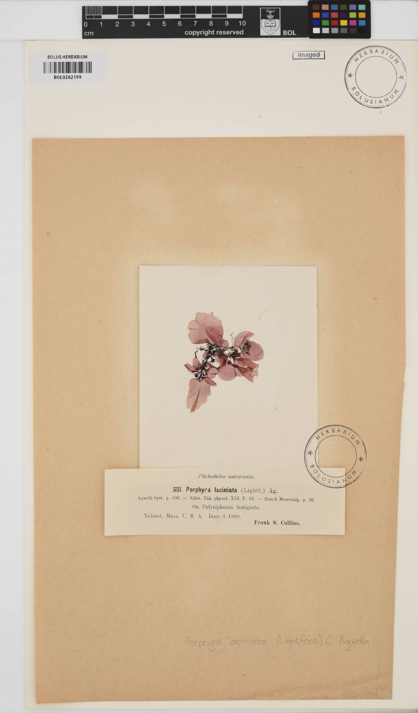 Erythroglossum laciniatum image