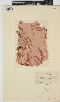 Erythroglossum laciniatum image