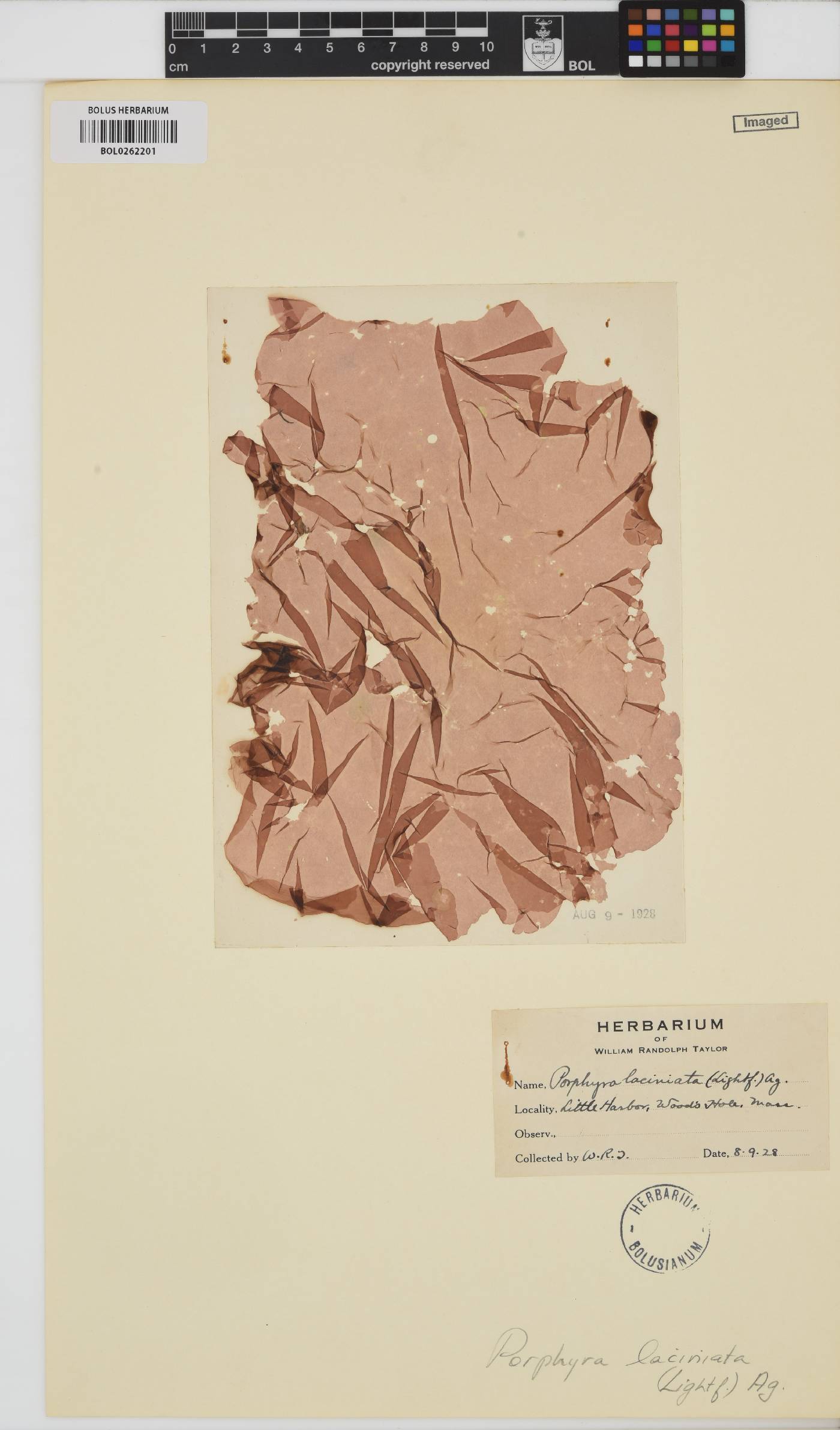 Erythroglossum laciniatum image