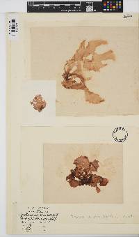 Erythroglossum laciniatum image
