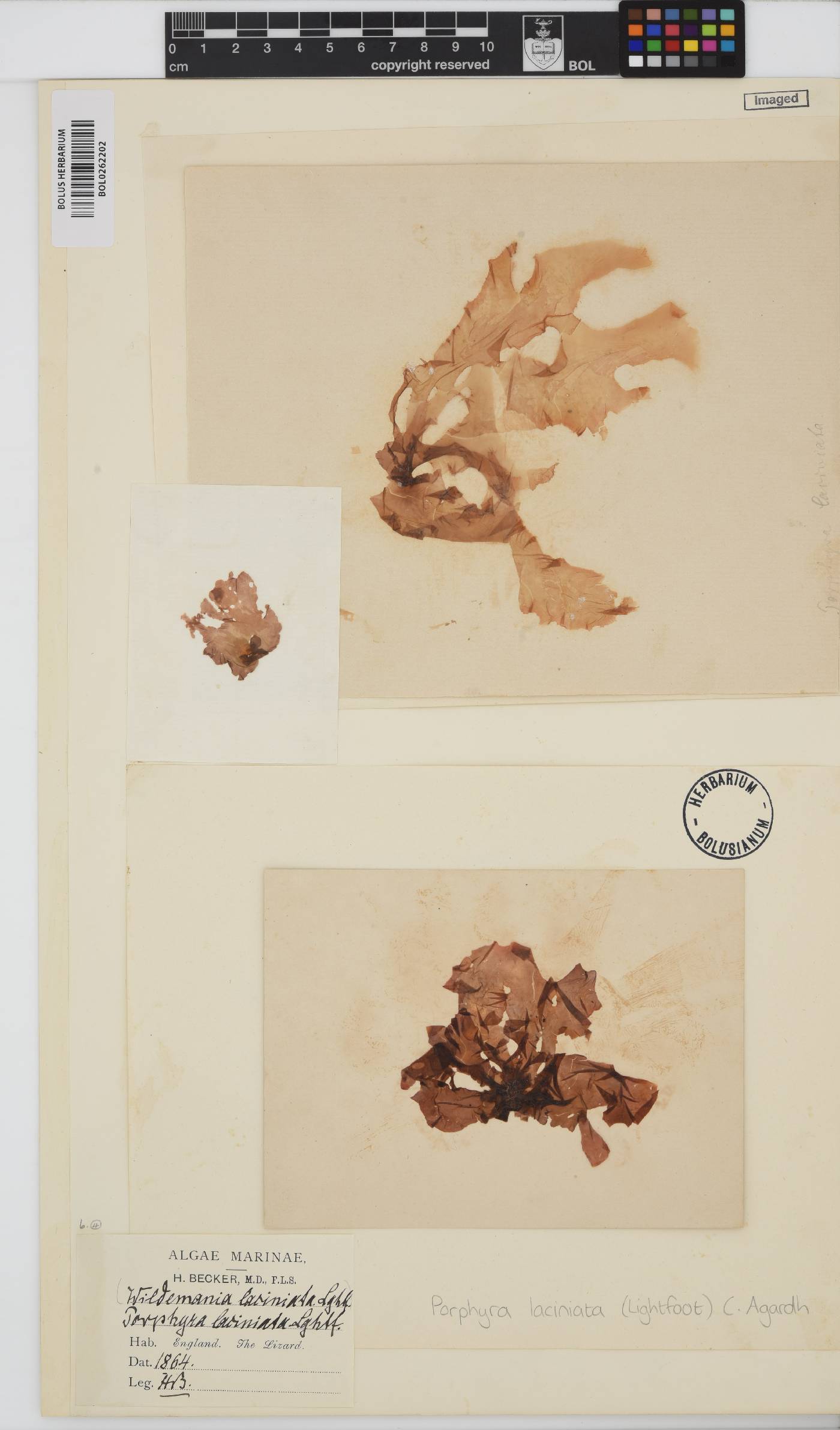 Erythroglossum image