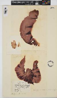 Erythroglossum laciniatum image