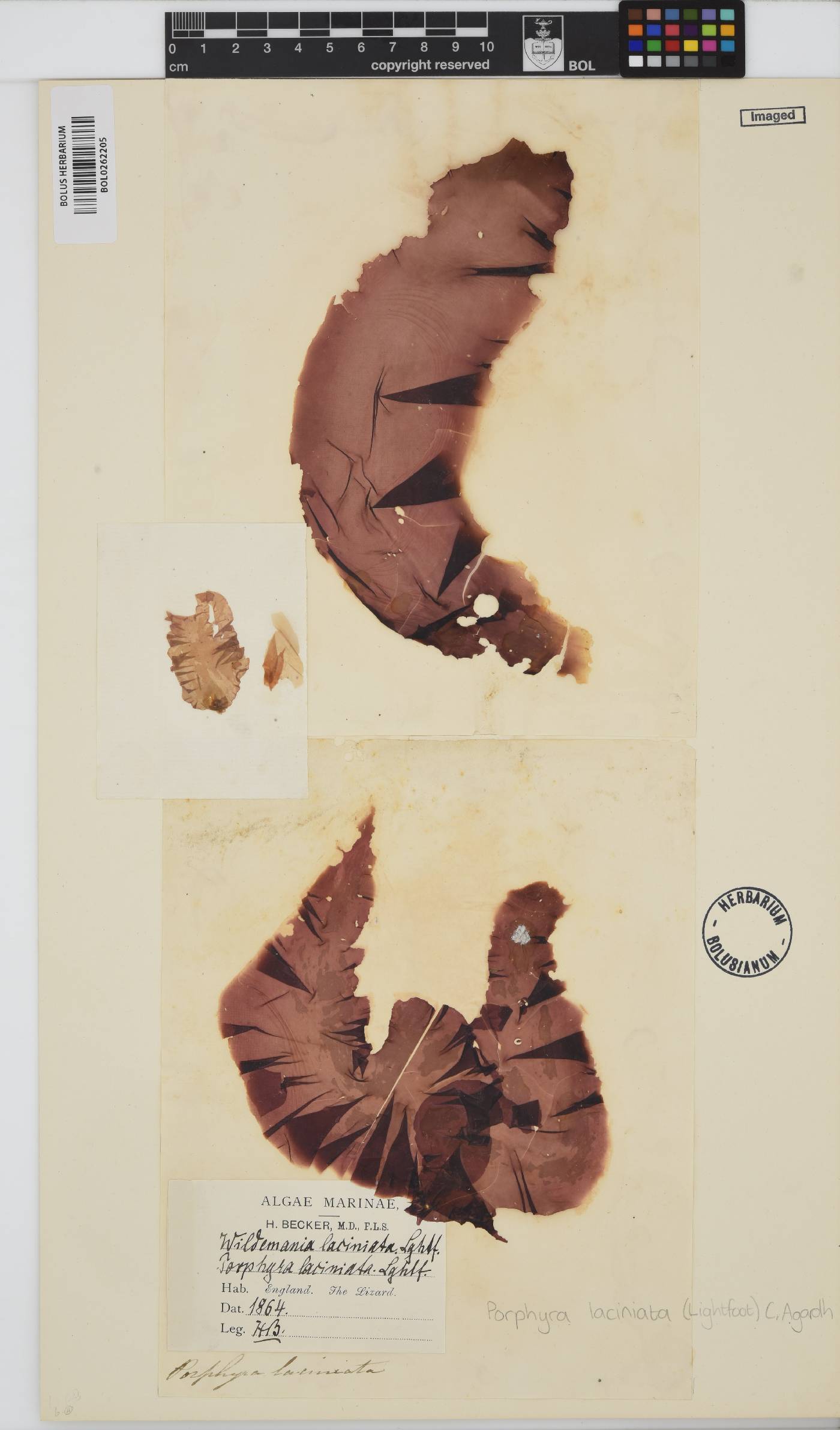 Erythroglossum laciniatum image