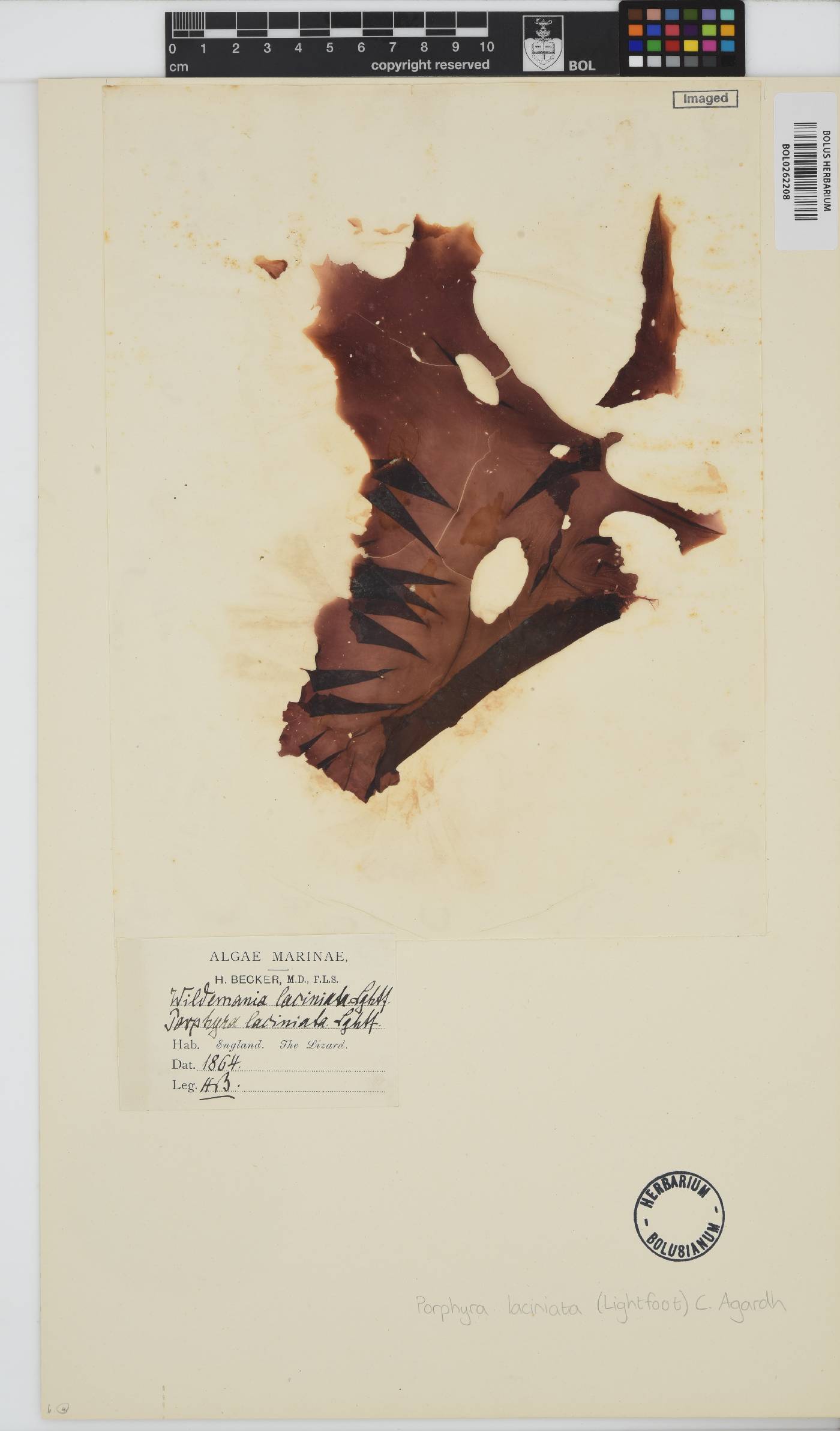 Erythroglossum laciniatum image