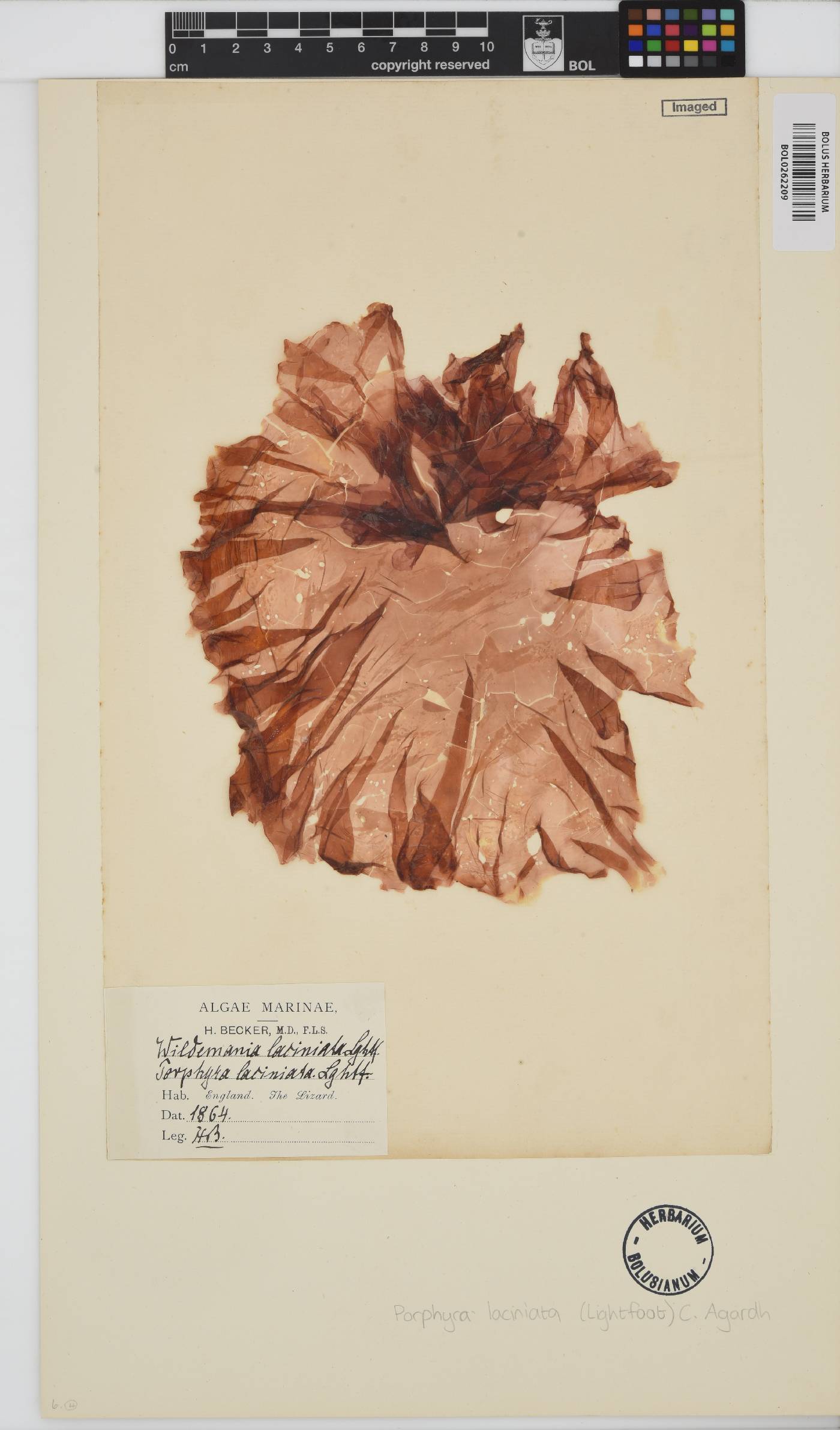 Erythroglossum laciniatum image