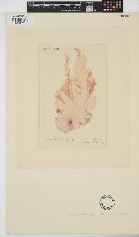 Erythroglossum laciniatum image