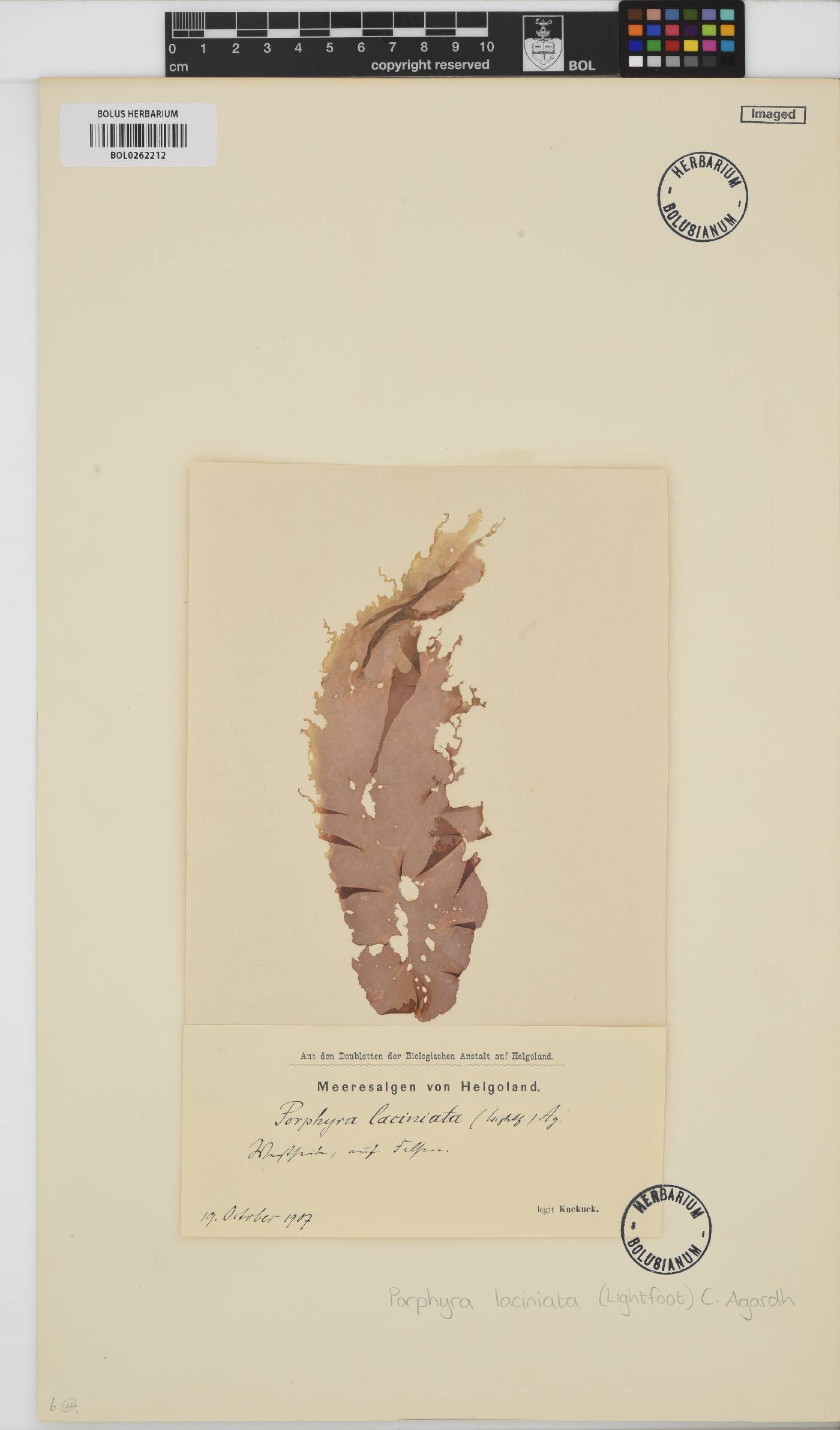 Erythroglossum laciniatum image