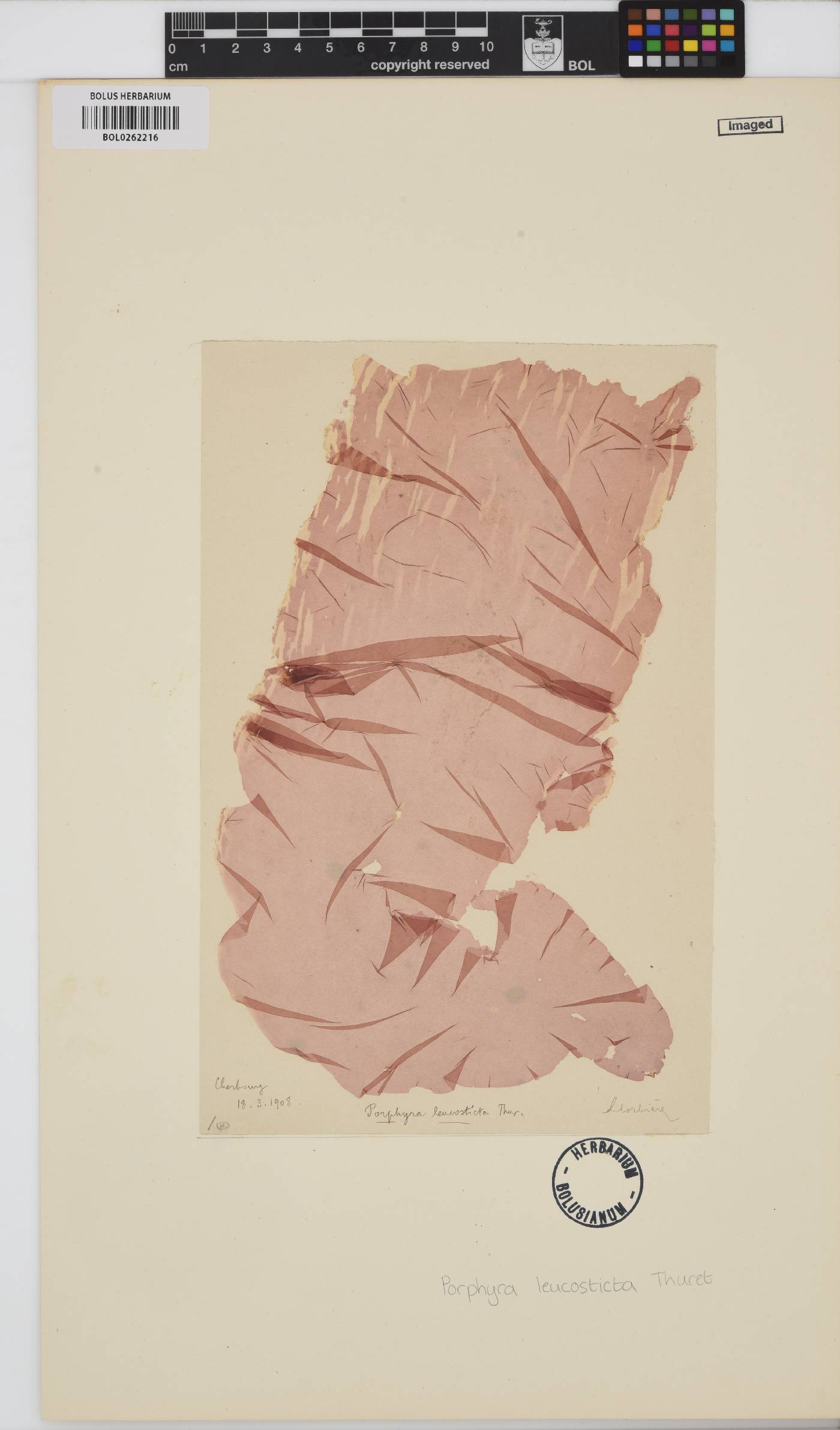 Pyropia leucosticta image