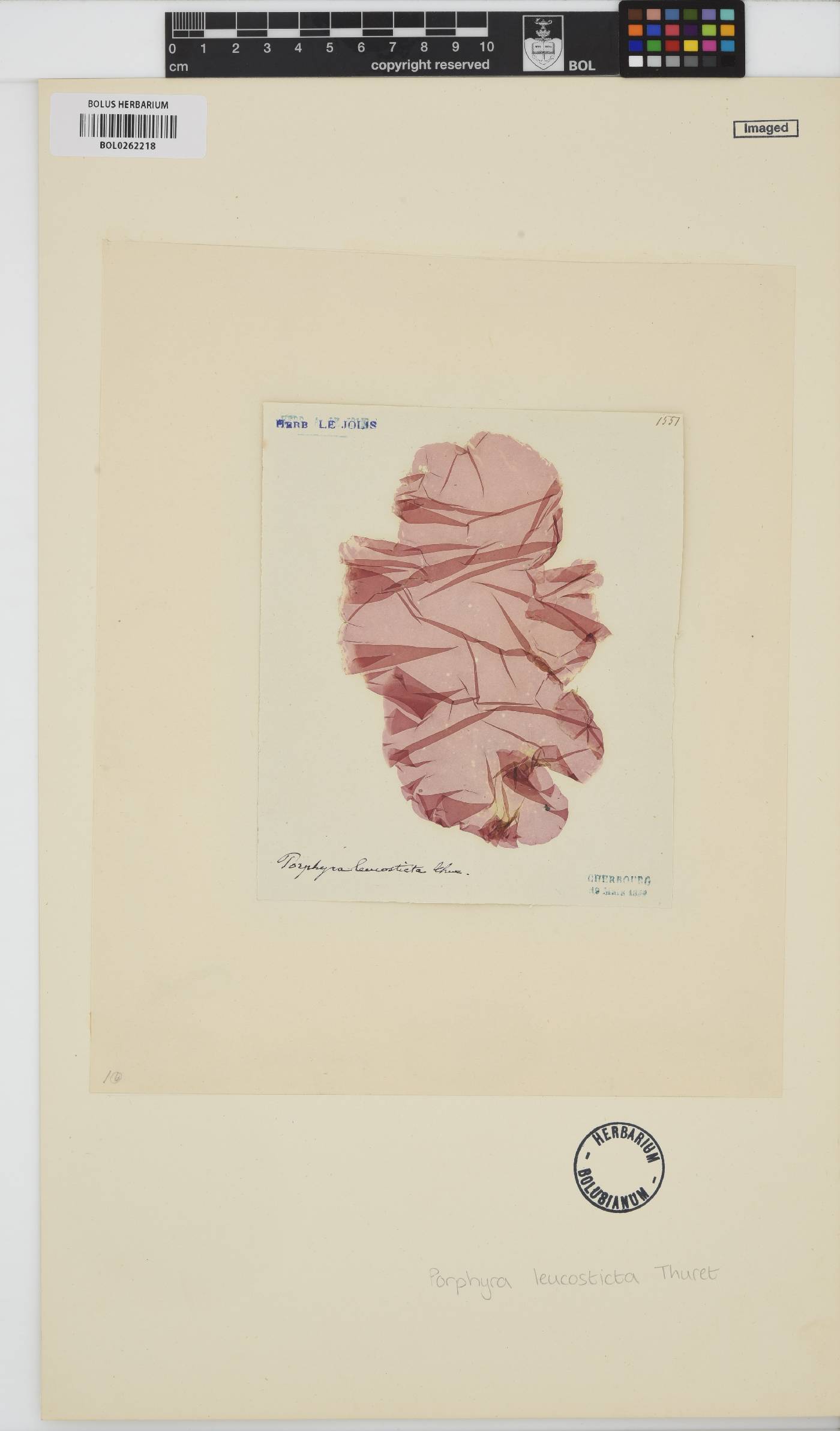 Pyropia leucosticta image