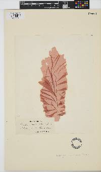 Pyropia leucosticta image