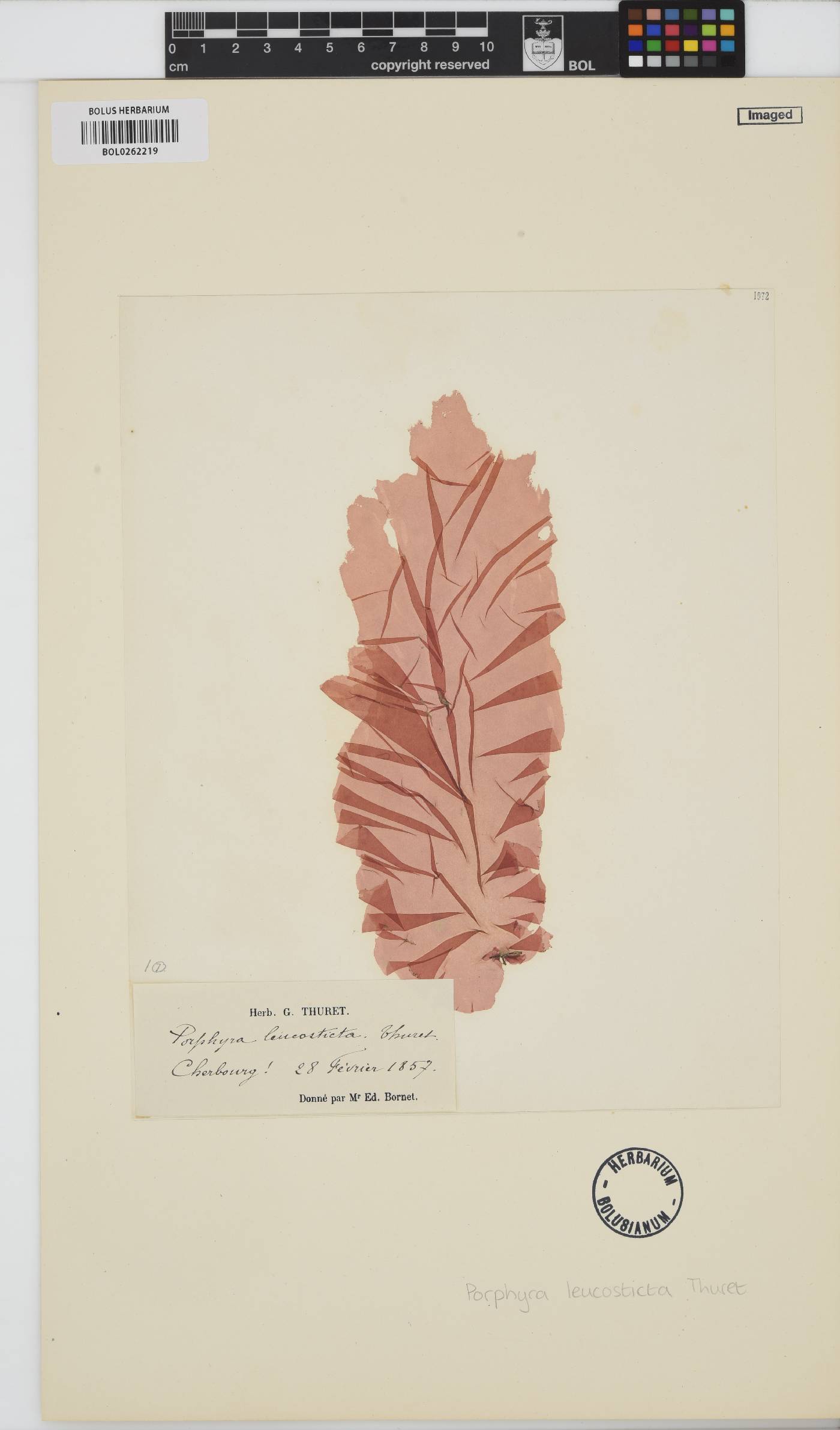 Pyropia leucosticta image