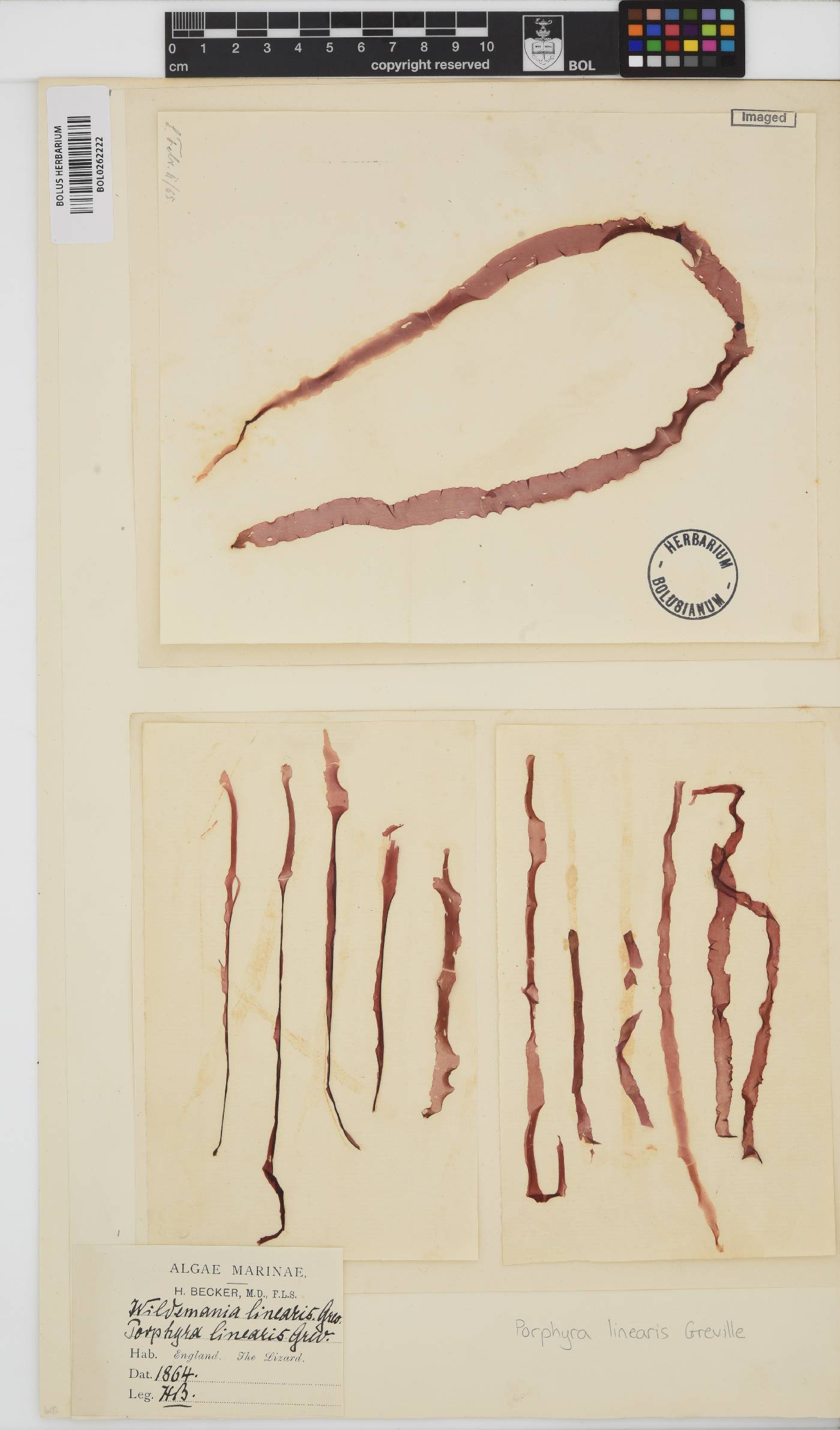 Porphyra linearis image