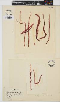Porphyra linearis image